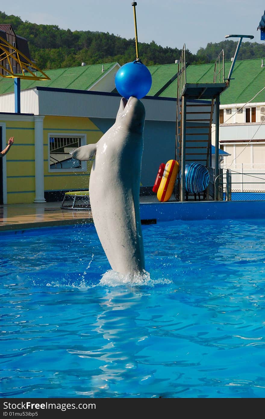 Dolphin playing with ball