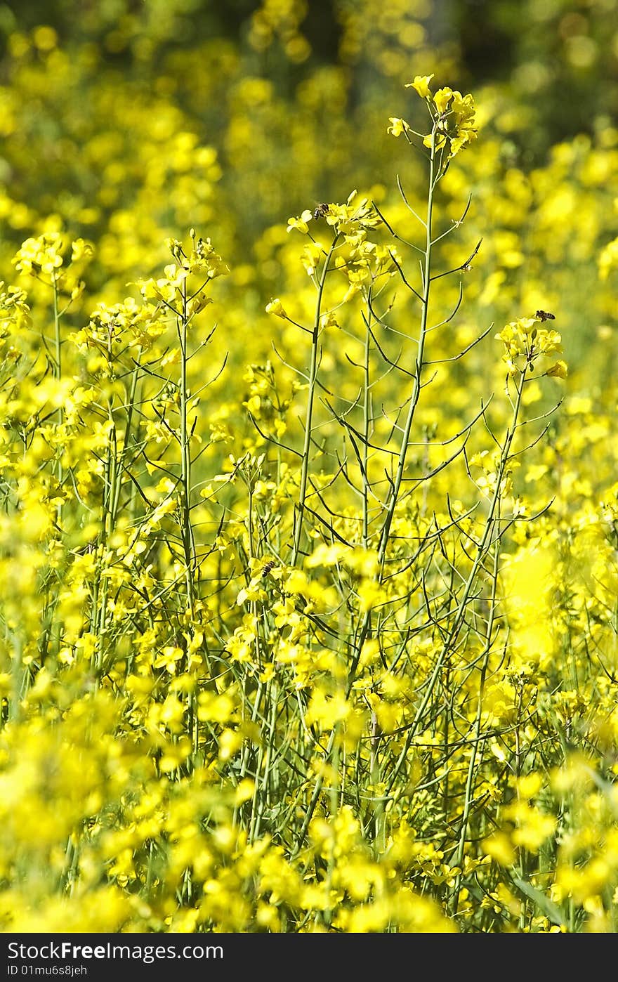 Yellow flowers with out of focus background