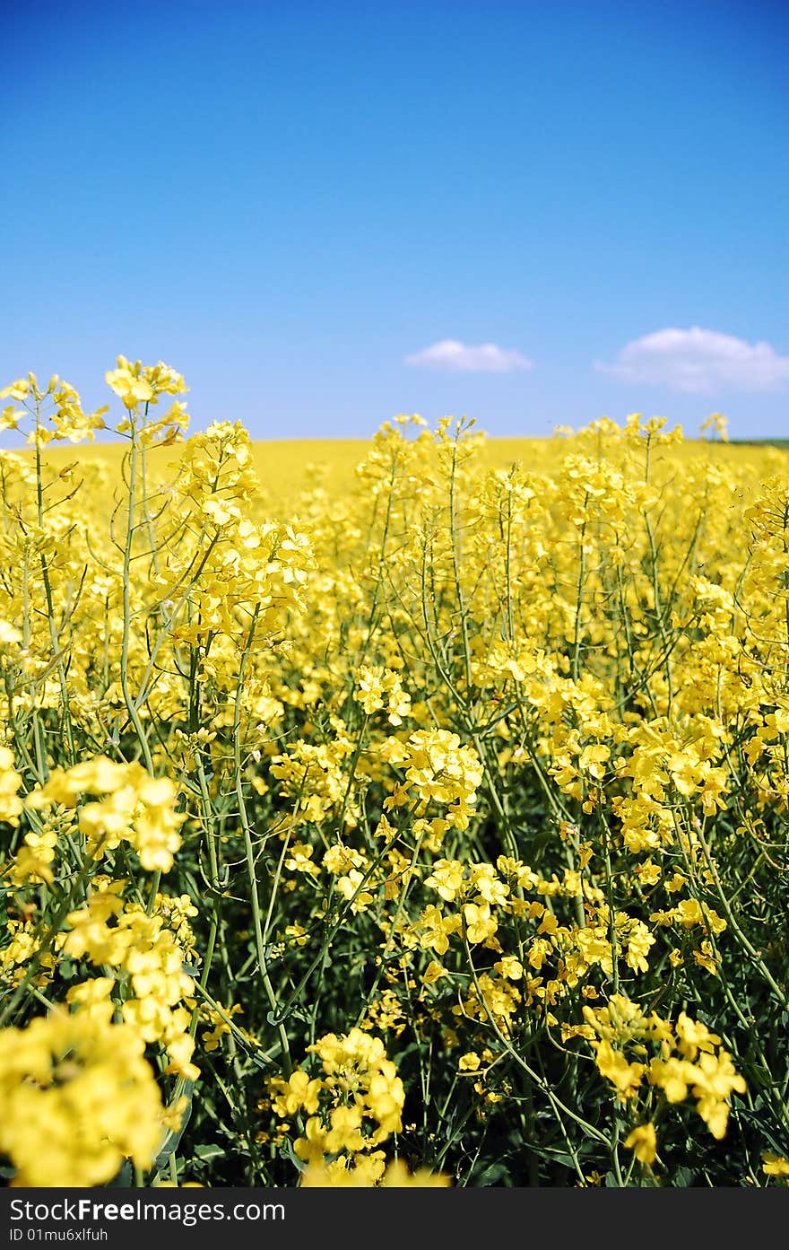 Canola close-up