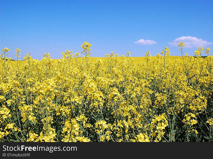 Canola blossom