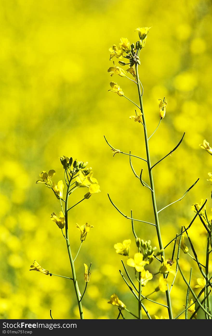 Yellow flowers with out of focus background