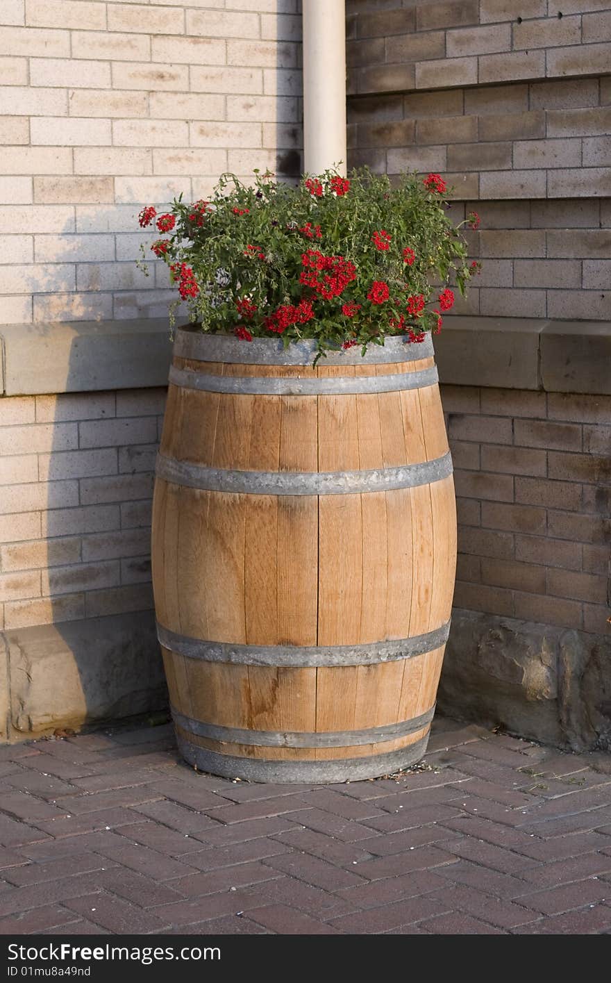 Rustic oak wine barrel planted with red flowers. Rustic oak wine barrel planted with red flowers.