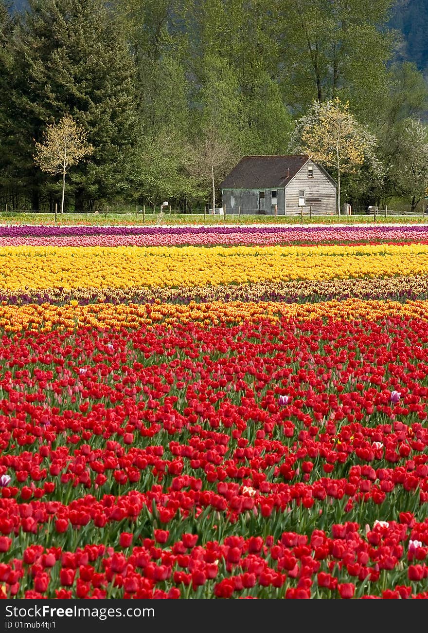 Tulip farm