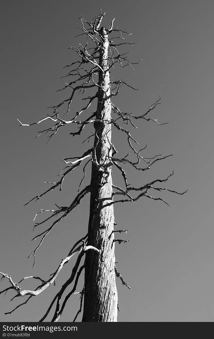 Weathered Tree