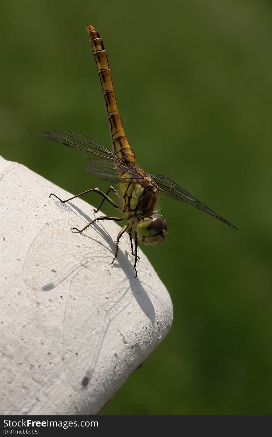 Dragonfly On Vase