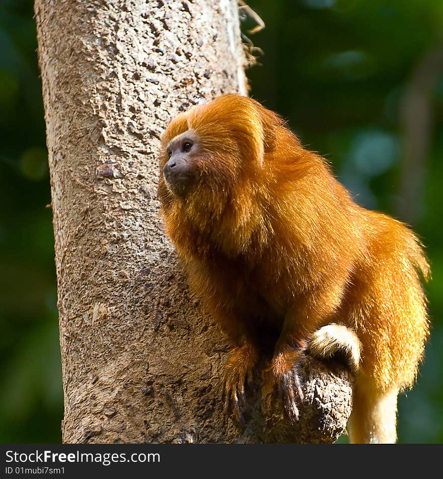 Beautiful, fiery, fluffy monkey on a tree trunk.