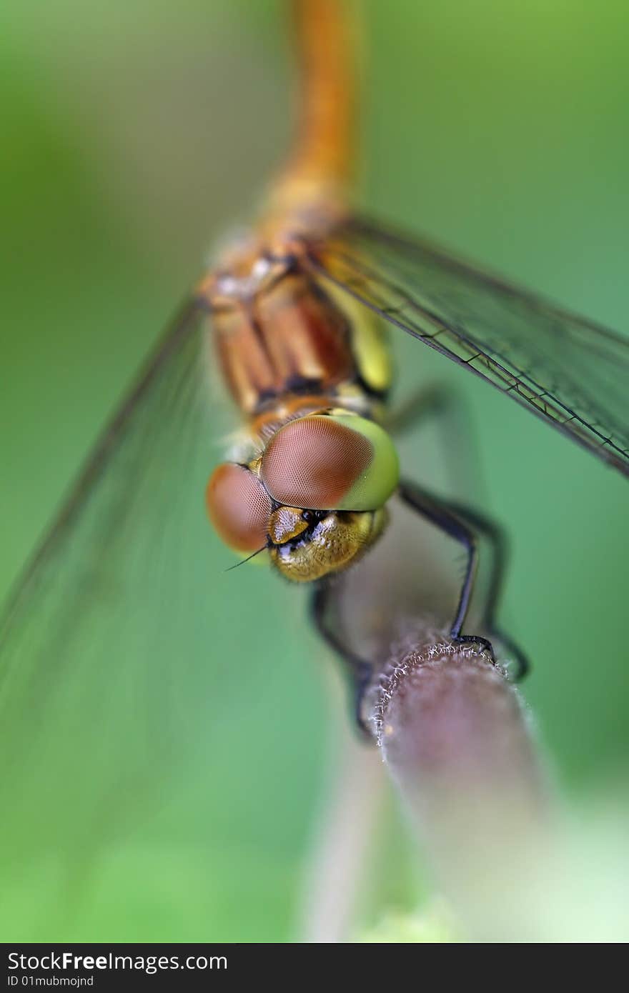 Dragonfly close eyes