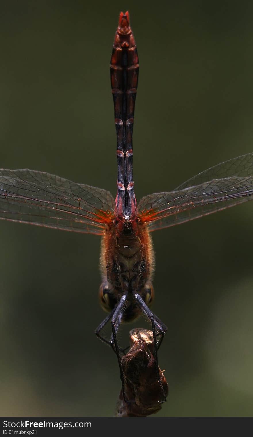 Below Dragonfly