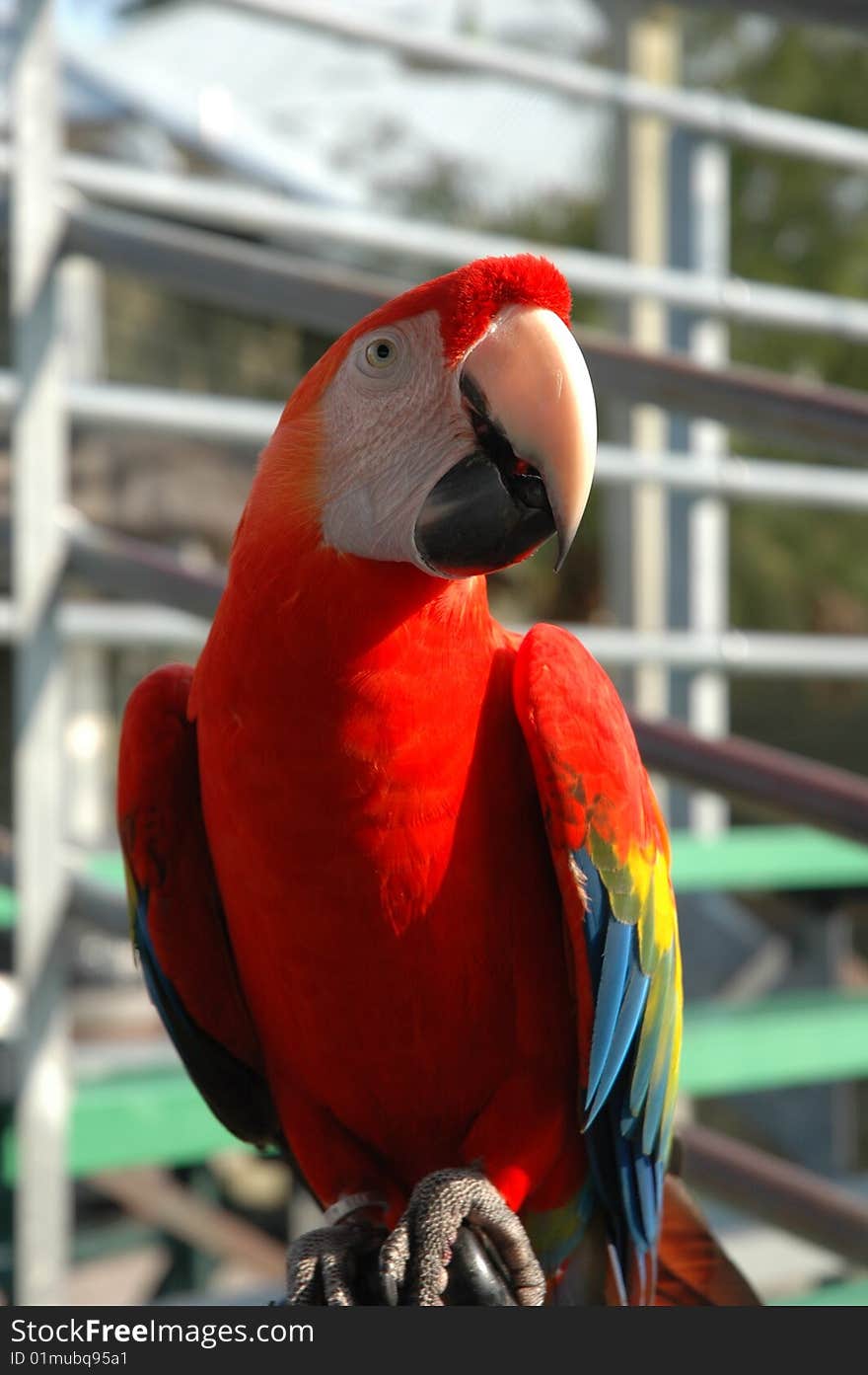 Curious Macaw