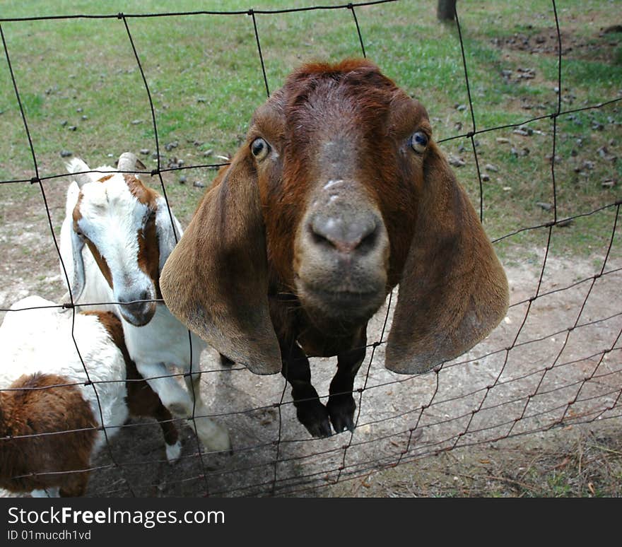 Eager, curious goat with his head pushed through the fence