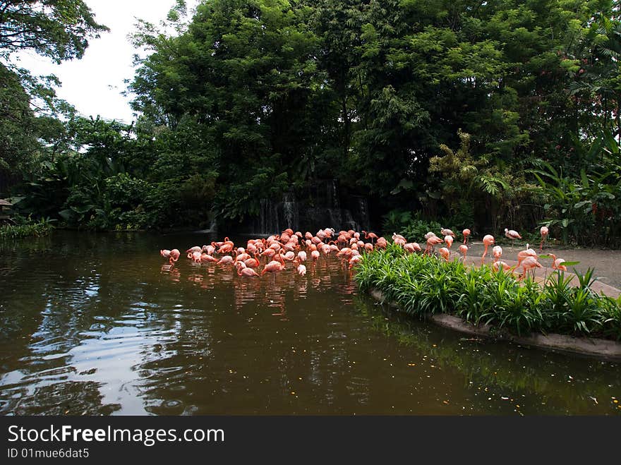 Group of red south african flamingo in wild pool. Group of red south african flamingo in wild pool