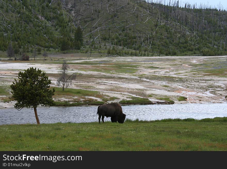 Buffalo (Bison) Yellowstone National Park