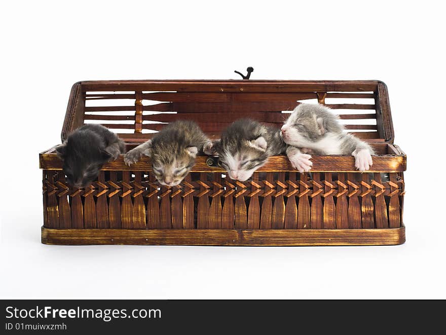 Blind kittens in the basket on white background. Blind kittens in the basket on white background.