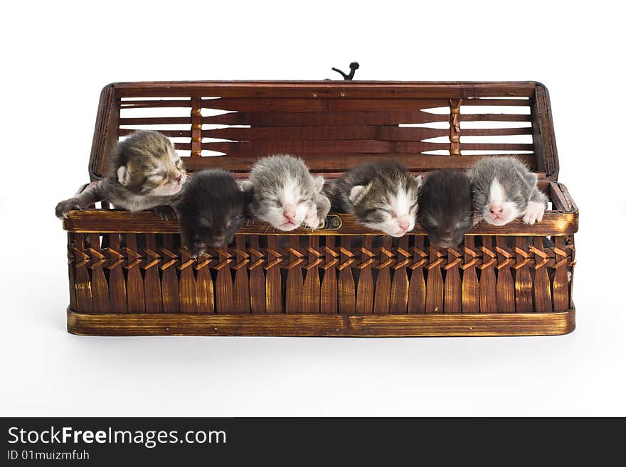 Blind kittens in the basket on white background. Blind kittens in the basket on white background.