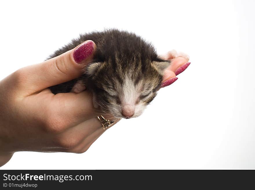 Blind kittens on hand on white background. Blind kittens on hand on white background.