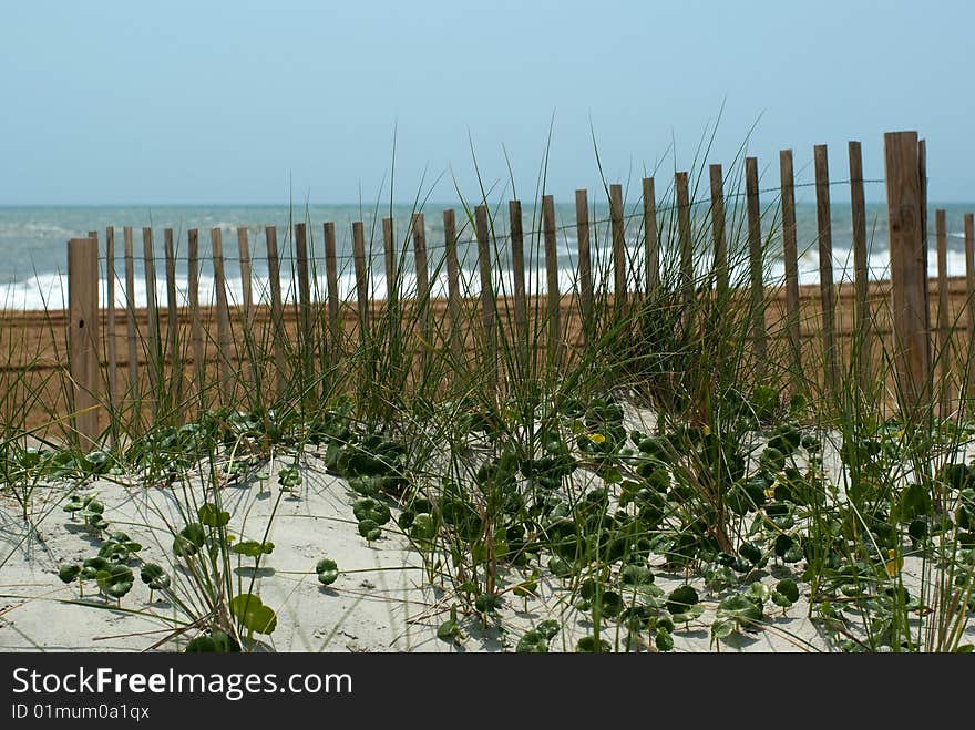 Grass and fence at the beach