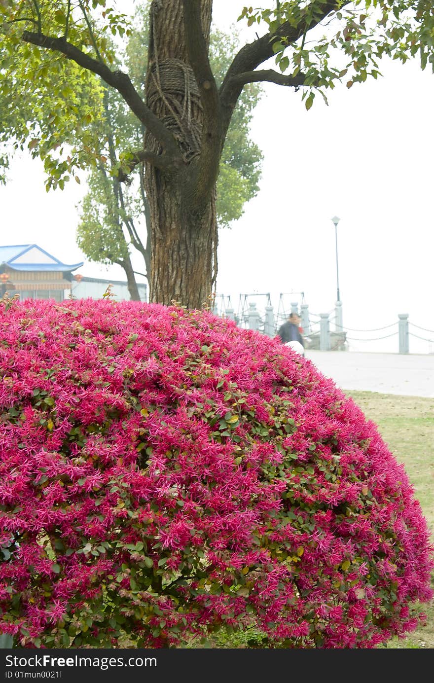 The red flower in garden