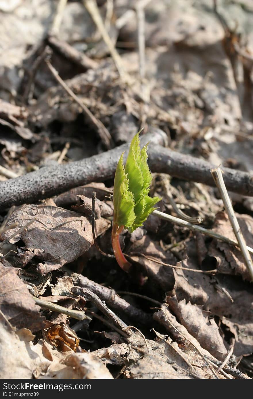 Young spring plant