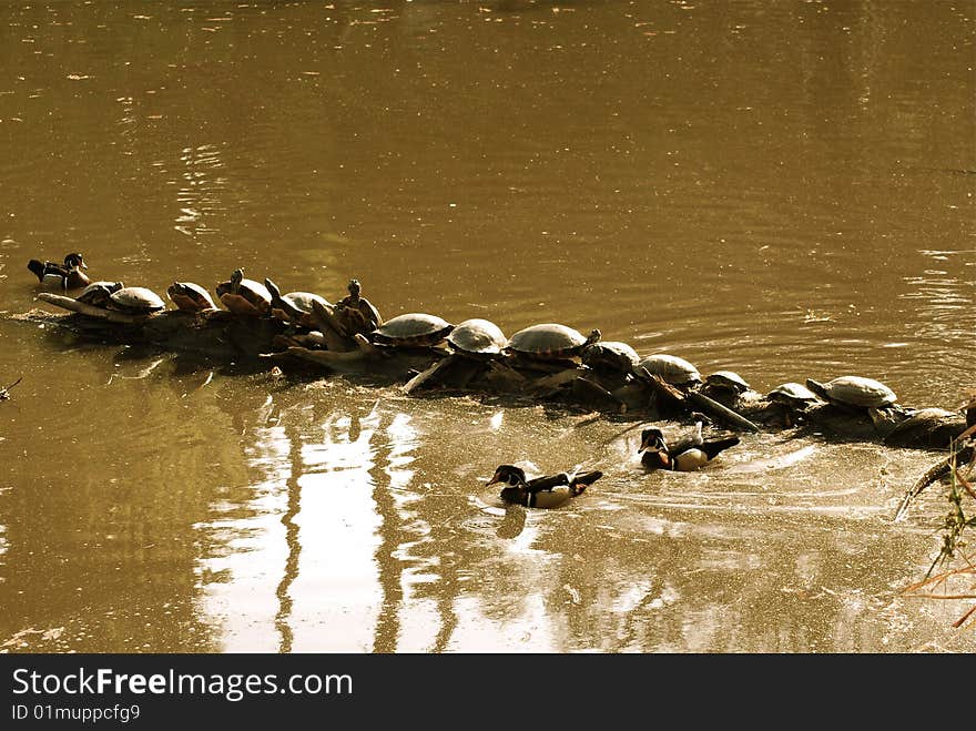 A group of turtles getting some sun on a log in the water. A group of turtles getting some sun on a log in the water