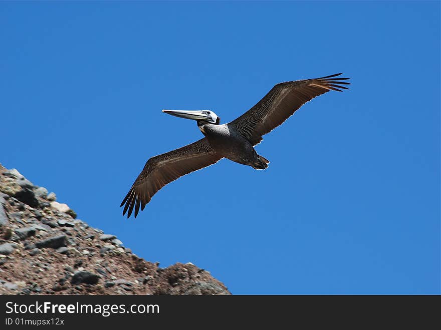 Closeup of a pelican in flight against a blue sky