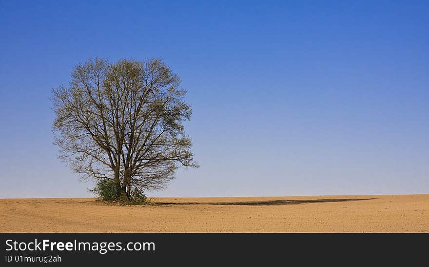 Lonely tree in a newly ploughed field