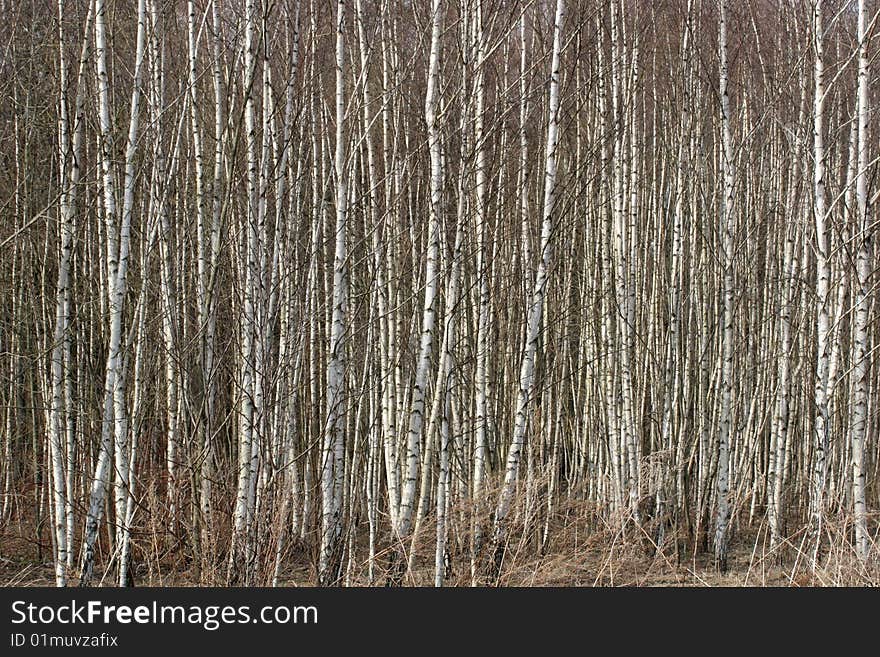 Birch Forest