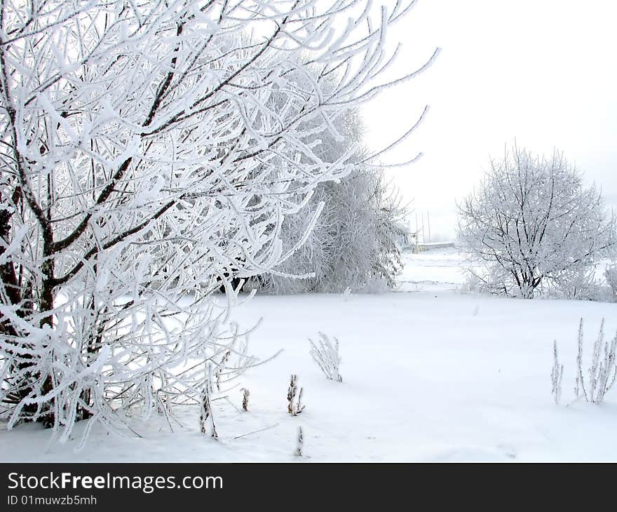 Winter snow-covered trees on the early cold morning. Winter snow-covered trees on the early cold morning