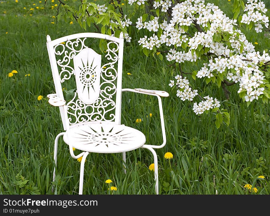 Old white chair costs in garden near blossoming pear. Old white chair costs in garden near blossoming pear