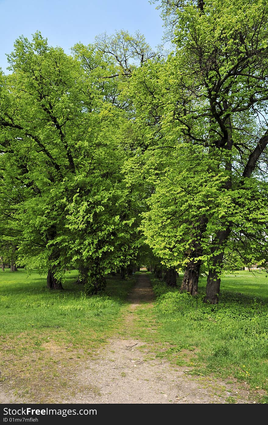 Tree path