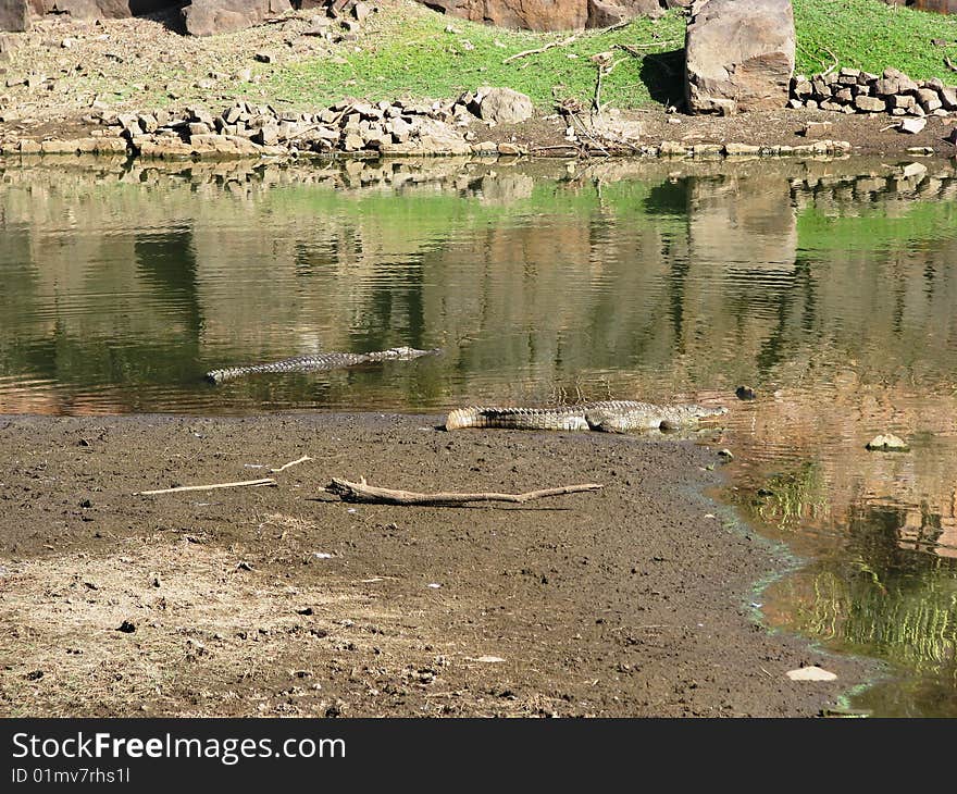 Sunbathing Crocodiles