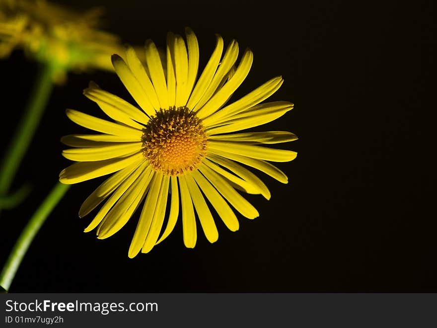 Yellow chrysanthemum