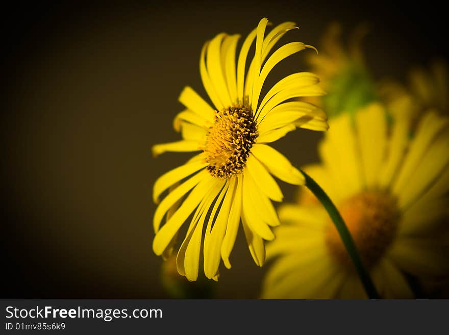 Yellow Chrysanthemum