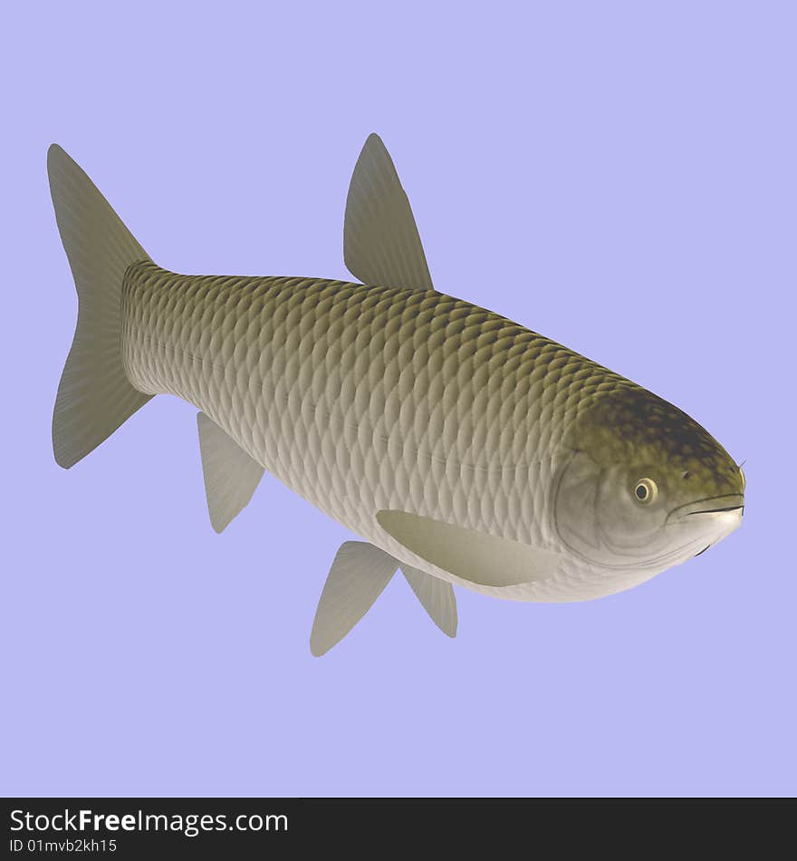 Ctenopharyngodon idella fish in water With Clipping Path