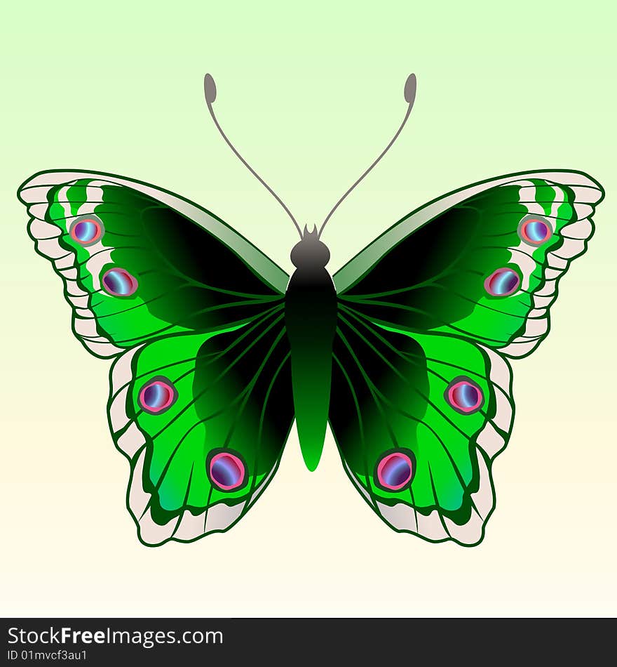 Vector Illustration of detailed Brightly coloured butterfly.