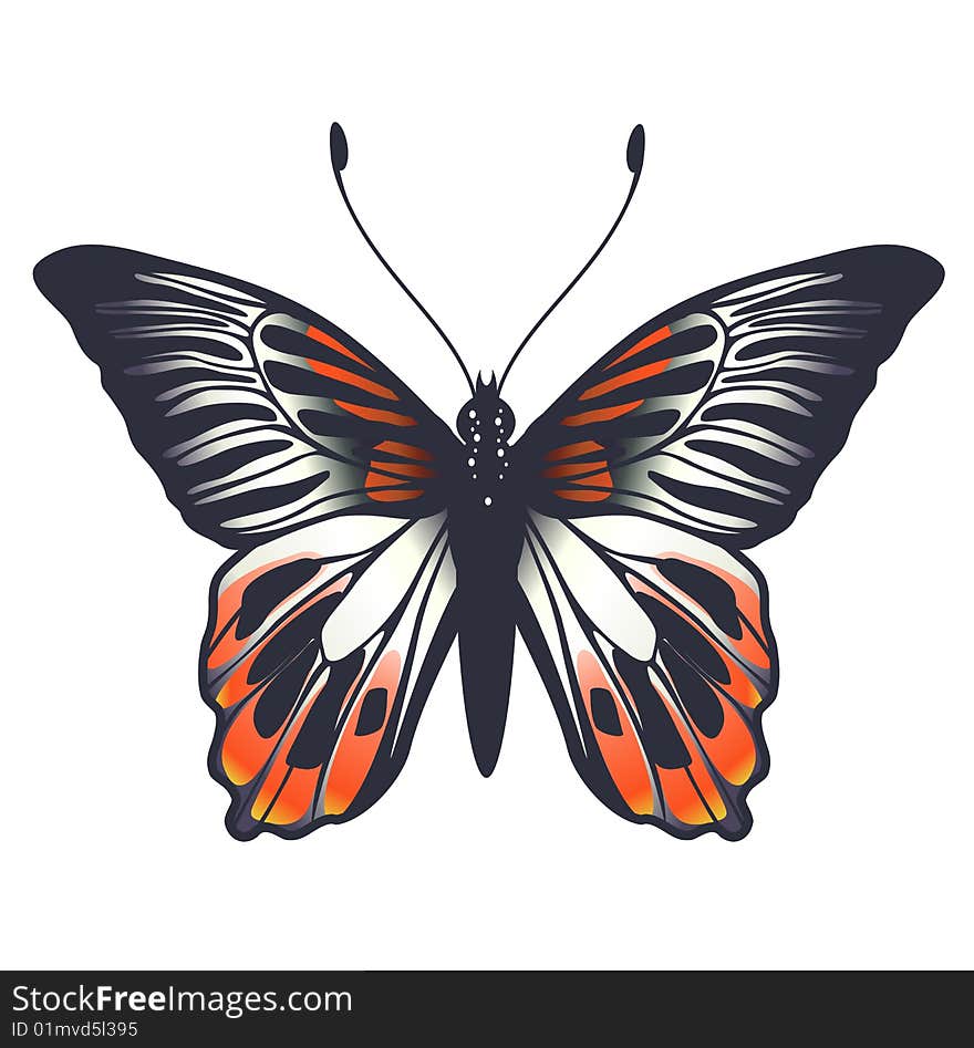 Vector Illustration of detailed Brightly coloured butterfly.