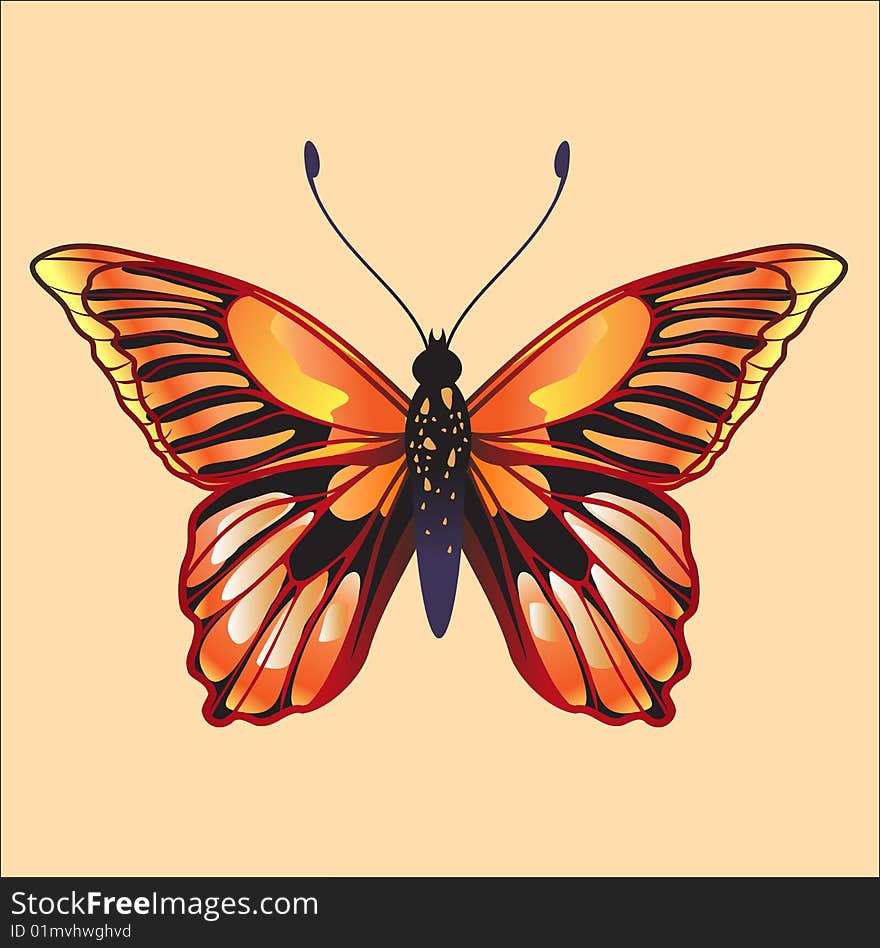 Vector Illustration of detailed Brightly coloured butterfly.