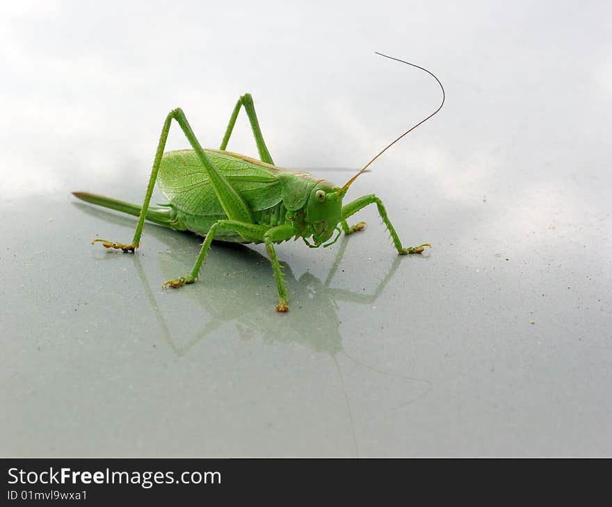 Macro detail of green grasshopper