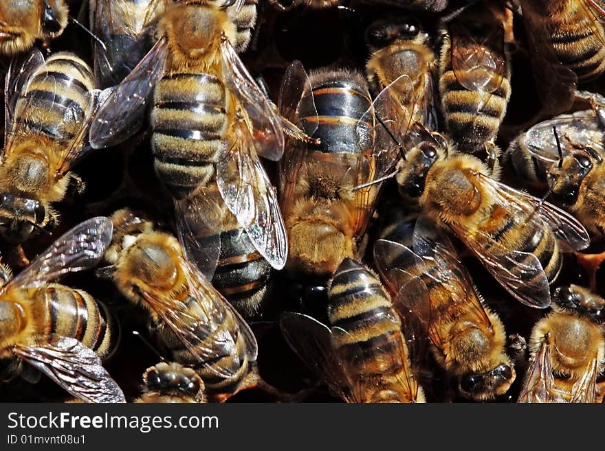 Drones - man's individuals of a beer family. They are larger than a usual bee and are very beautiful. Drones - man's individuals of a beer family. They are larger than a usual bee and are very beautiful.