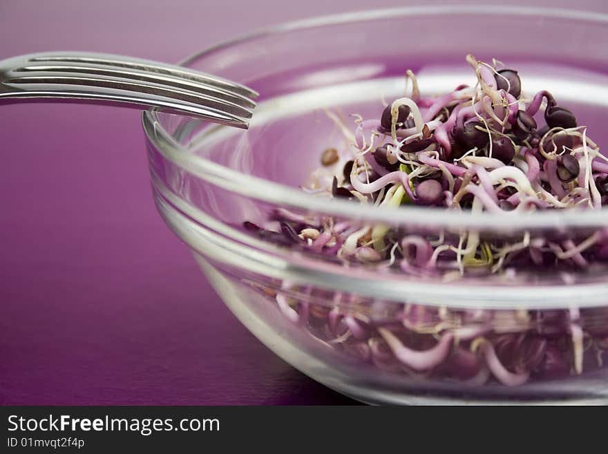 Fresh germ on violet table