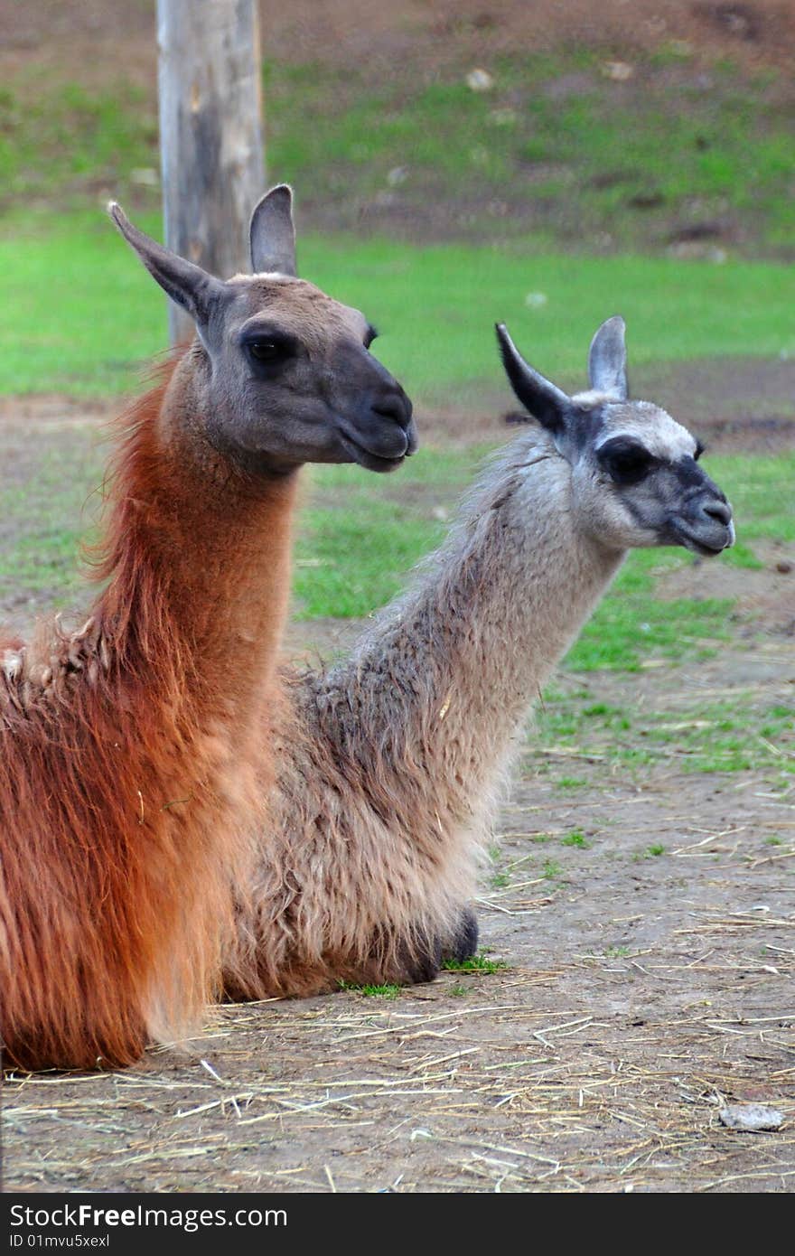 Llama couple stay side by side