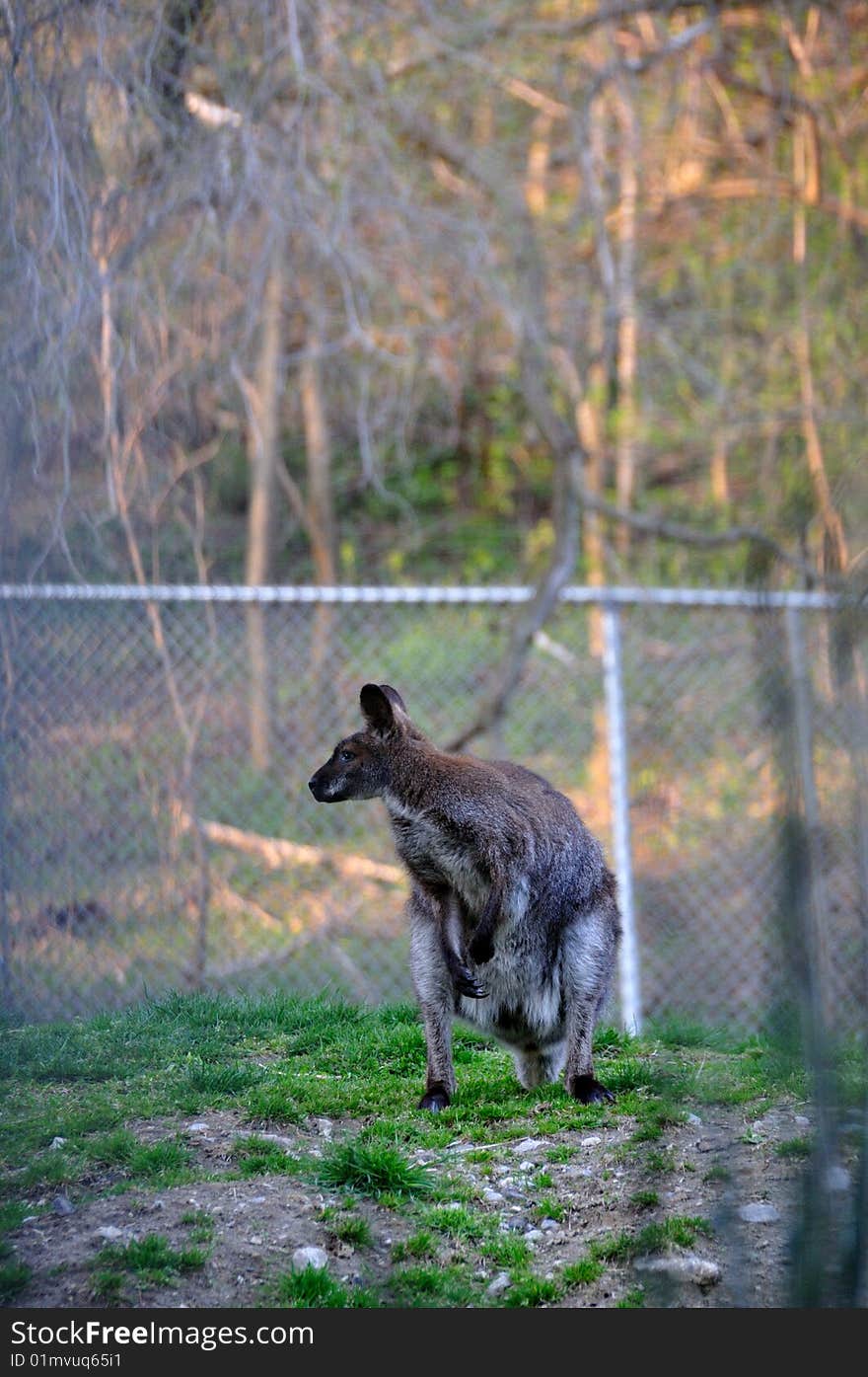 Kangaroo