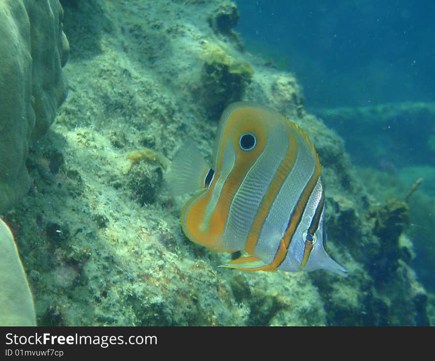 Chelmon rostratus - Four eye butterfly fish