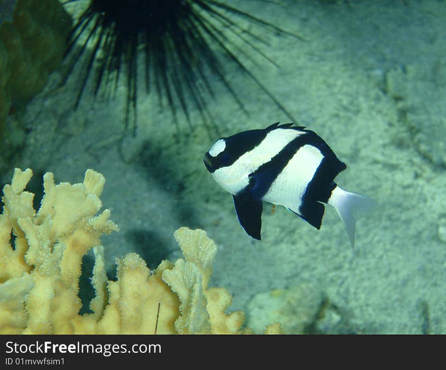 White tail dascyllus in the pacific ocean
. White tail dascyllus in the pacific ocean