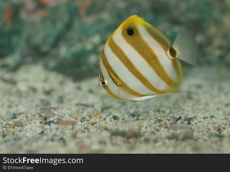 False Batfish (Parachaetodon Ocellatus)