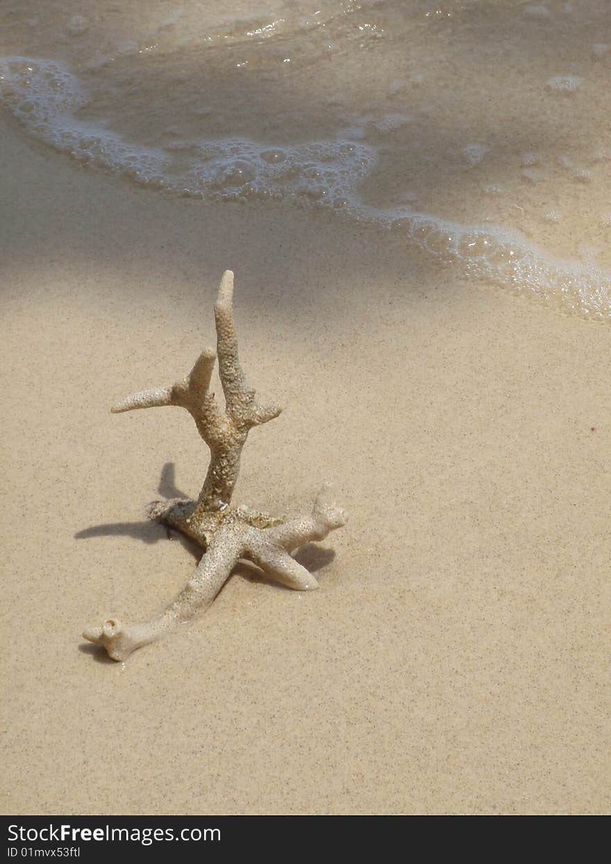 Coral On The Beach