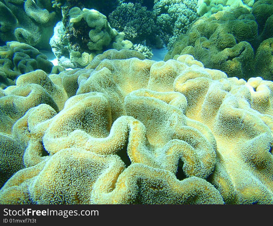 Under water wild life in the pacific ocean. Under water wild life in the pacific ocean