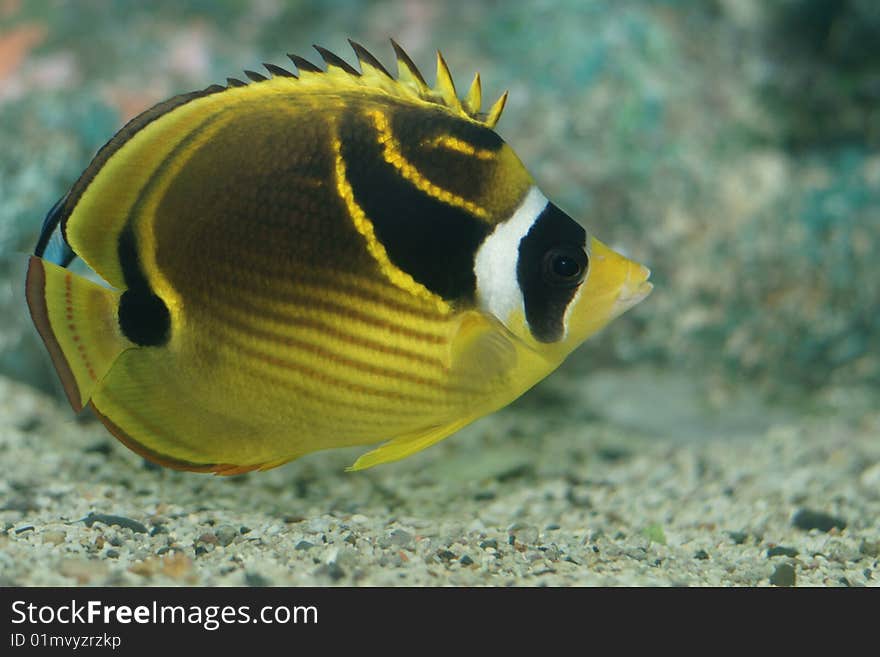 Raccoon butterflyfish (Chaetodon lunula)