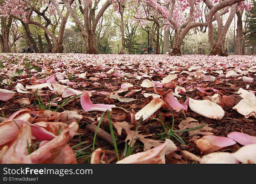 This is a low angle view of a blanket of cherry blossoms. This is a low angle view of a blanket of cherry blossoms.