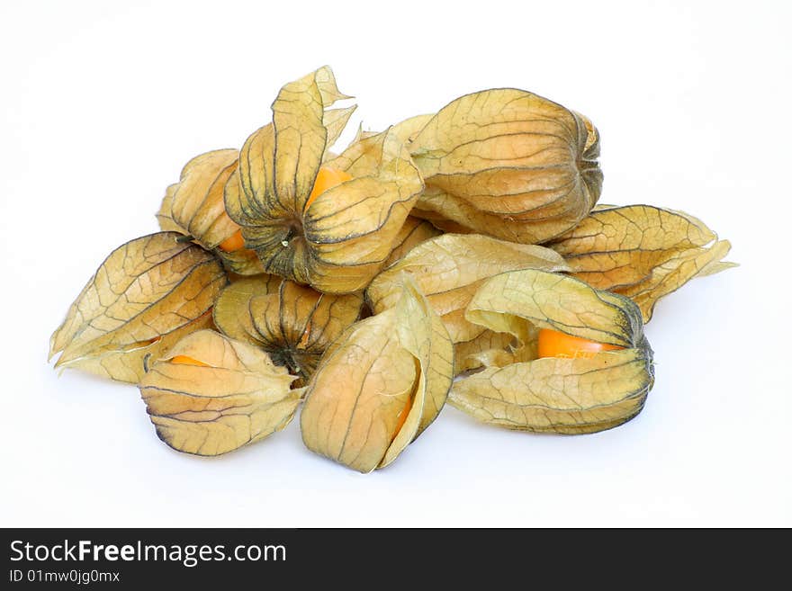 Physalis