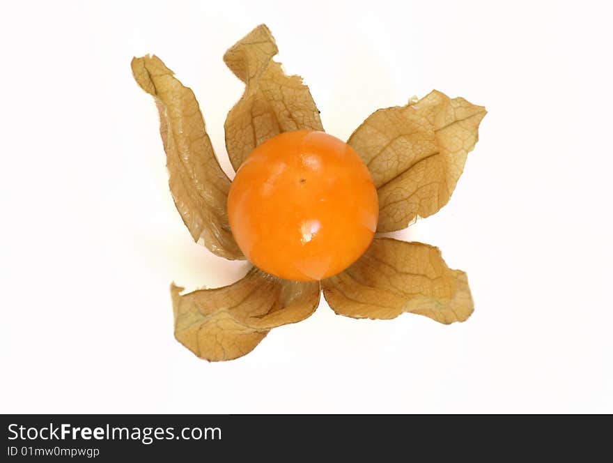 Physalis fruit with white background